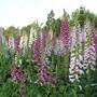 Foxglove 'Mixed'