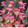 Foxglove 'Illumination Flame'