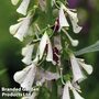 Foxglove 'Pam's Split' - Easy Grow Seed Range