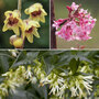 Fragrant Winter Shrub Collection