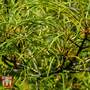 Rhamnus frangula 'Asplenifolia'