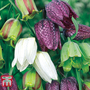 Fritillaria 'Spring Bells'