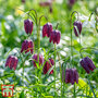 Fritillaria meleagris (Mixed)