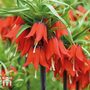 Fritillaria imperialis 'Red'