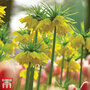 Fritillaria imperialis 'Maxima Lutea'