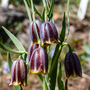 Fritillaria crassifolia