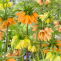 Fritillaria Early Mix