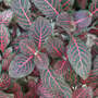 Fittonia 'Grey Sensation'