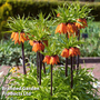 Fritillaria 'Orange Beauty'