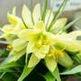 Fritillaria raddeana