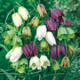 Fritillaria 'Spring Bells'