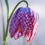 Fritillaria 'Spring Bells'