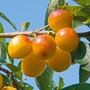 Plum 'Yellow Pershore'