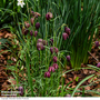 Fritillaria meleagris