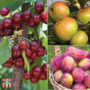 Favourite Fruit Tree Collection 3 Trees
