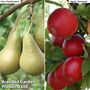 Fruit Tree Duo