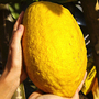 Citrus medica 'Cedro' (Citrus Fruit)