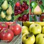 Fruit Tree Patio Orchard Collection