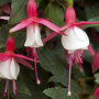 Fuchsia 'Alice Hoffman' (Hardy)