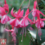 Fuchsia 'Shrimp Cocktail' (Hardy)
