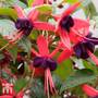 Fuchsia 'Lady Boothby' (Hardy)