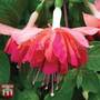 Fuchsia 'Marble Orange King'