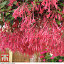 Fuchsia 'Eruption'