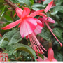 Fuchsia 'Shrimp Cocktail' (Hardy)