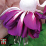 Fuchsia 'Giant Marbled Heri Mochara'