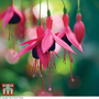 Fuchsia 'Riccartonii' (Hardy)