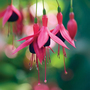 Fuchsia 'Riccartonii' (Hardy)