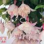 Fuchsia 'Happy Wedding Day'