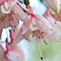 Fuchsia 'Happy Wedding Day'