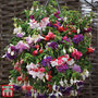 Fuchsia Giant-Flowered Collection