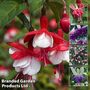 Nurseryman's Choice Fuchsias