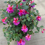 Fuchsia 'Patio Dancers Limbo'