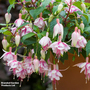 Fuchsia 'Patio Dancers Mambo'