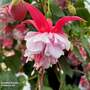Fuchsia 'Patio Dancers Waltz'