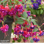 Fuchsia 'Dollar Princess' (Hardy)
