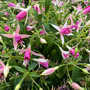 Fuchsia 'Fairy? Polar'