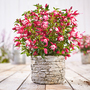 Fuchsia 'Fuchsita Carmine-White'