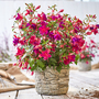 Fuchsia 'Fuchsita Magenta-Purple'