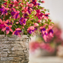 Fuchsia 'Fuchsita Pink-Blue'