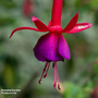 Fuchsia 'Genii' (Hardy)