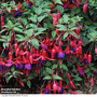 Fuchsia 'Mrs Popple'