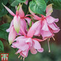 Fuchsia 'Pink Elephant'