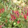 Fuchsia 'Riccartonii' (Hardy)