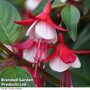 Fuchsia 'Skyrocket' (Hardy)