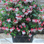 Fuchsia 'Swingtime'