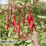Fuchsia magellanica 'Versicolor'